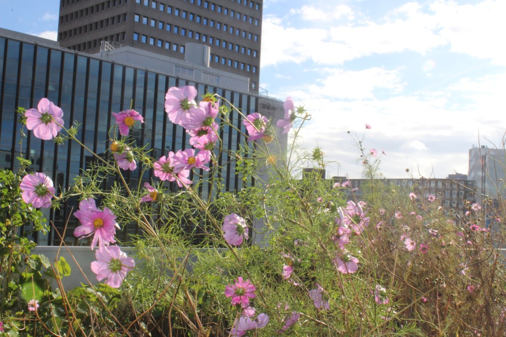 Hollannin matkalta kestävään rakentamiseen&nbsp;inspiraatiota